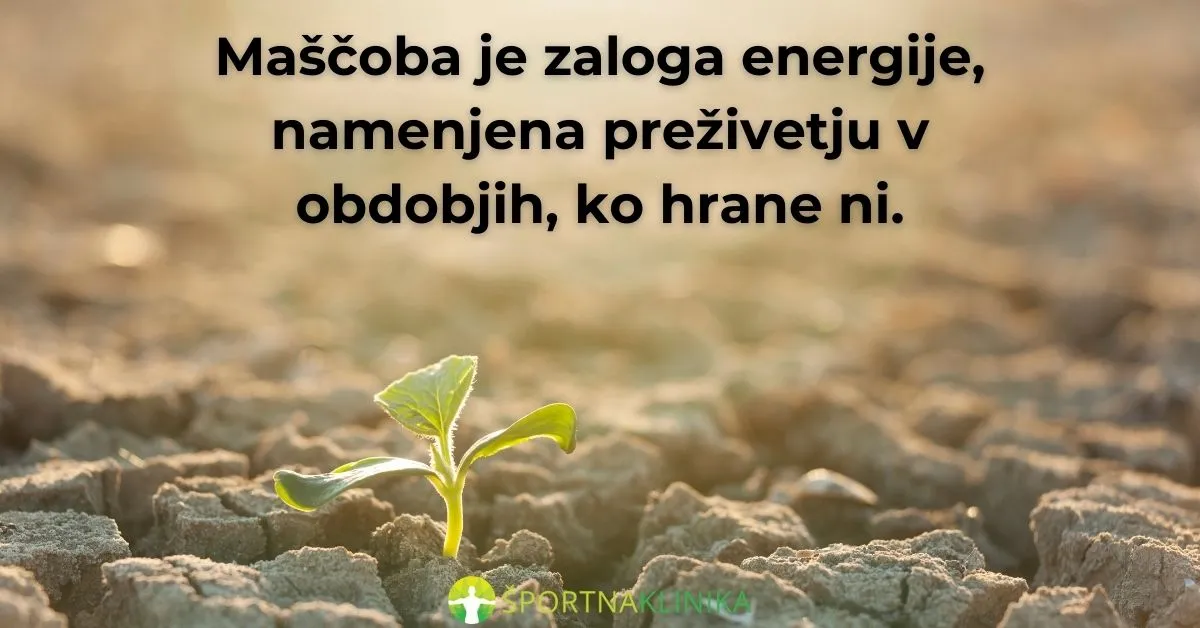 Infografika - Maščoba zaloga energije Infografika - Maščoba zaloga energije